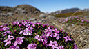 31_Valley_of_Flowers